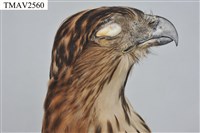 鳳頭蒼鷹藏品圖，第18張